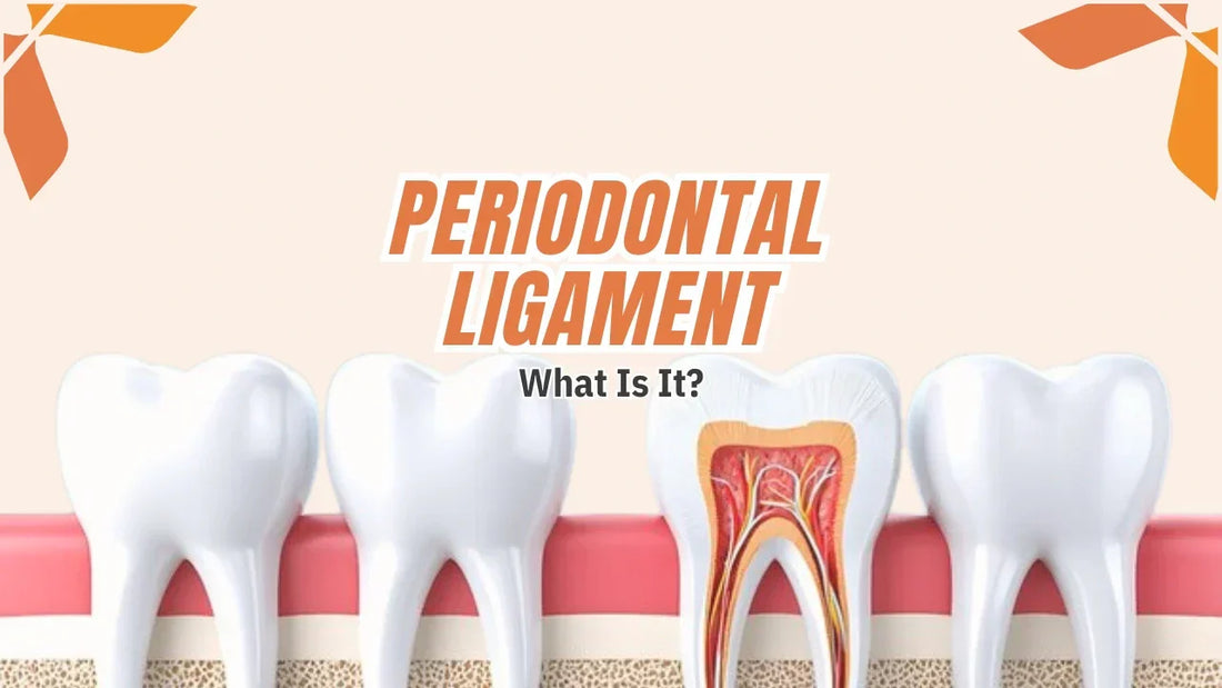 Periodontal ligament anatomy showing fibers, blood supply and tooth support structure