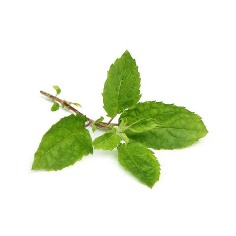 Shyama Tulsi