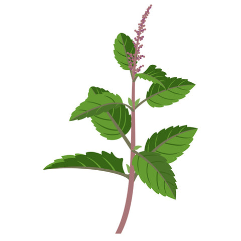 Tulsi